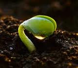 seedling